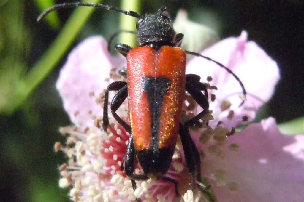 Stictoleptura cordigera accoppiamento
